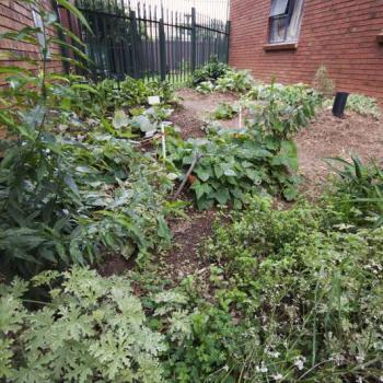 brickfields Gardens garden 2