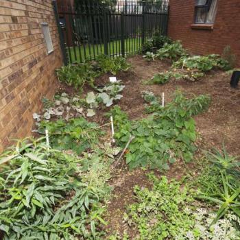 brickfields Gardens garden