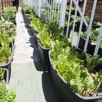 lake success roof garden