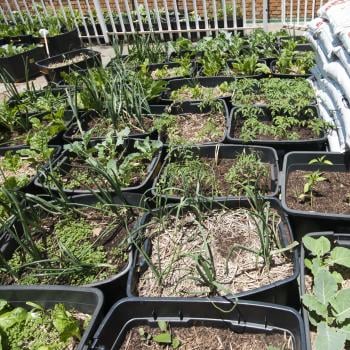 lake success roof garden