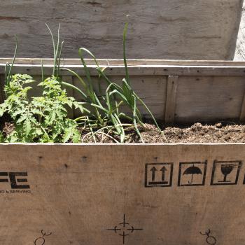 lake success plant box